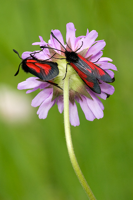 Zygaenidae da id. - Zygaena (Mesembrynus) purpuralis